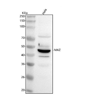 MAZ Rabbit Polyclonal Antibody