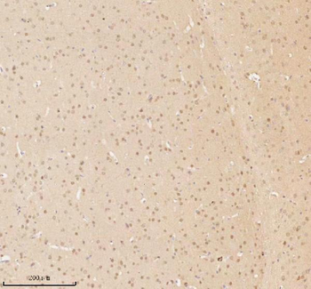 NUP43 Rabbit Polyclonal Antibody
