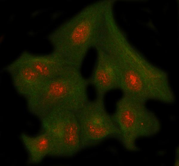 NUP43 Rabbit Polyclonal Antibody