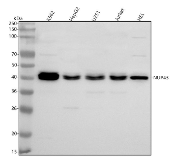 NUP43 Rabbit Polyclonal Antibody
