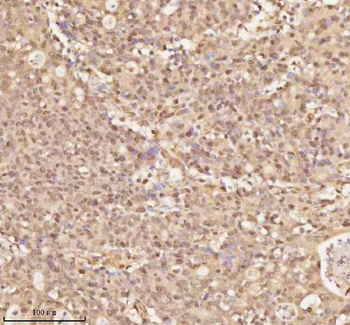 NUP43 Rabbit Polyclonal Antibody