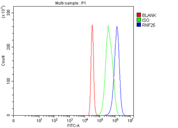 RNF25 Rabbit Polyclonal Antibody