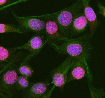 RGL3 Rabbit Polyclonal Antibody