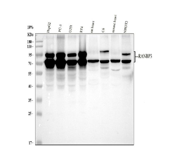 RANBP3 Rabbit Polyclonal Antibody
