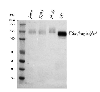 Integrin Alpha 4/ITGA4 Rabbit Polyclonal Antibody