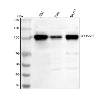 SECISBP2 Rabbit Polyclonal Antibody