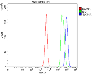 UT-B/SLC14A1/UT Rabbit Polyclonal Antibody
