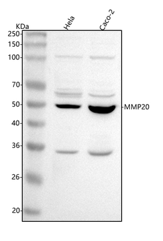 MMP20 Rabbit Polyclonal Antibody