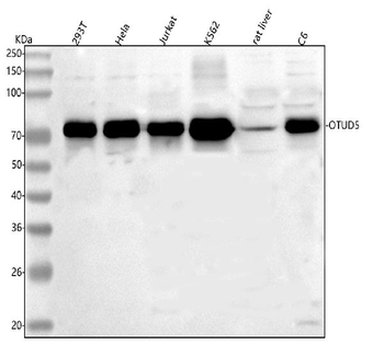 OTUD5 Rabbit Polyclonal Antibody