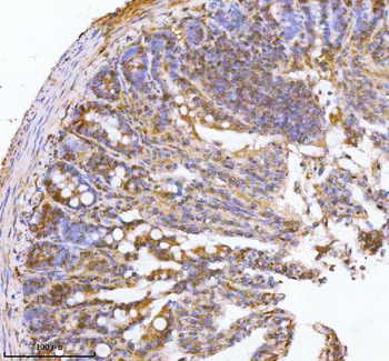 PAFAH1B2 Rabbit Polyclonal Antibody