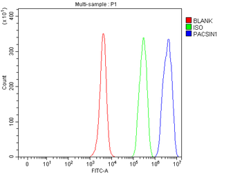 PACSIN1 Rabbit Polyclonal Antibody