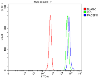 PACSIN1 Rabbit Polyclonal Antibody