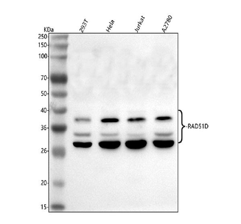 RAD51D Rabbit Polyclonal Antibody