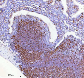 Lat Rabbit Polyclonal Antibody