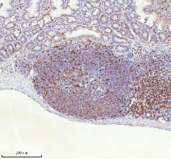 Lat Rabbit Polyclonal Antibody