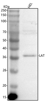 LAT Rabbit Polyclonal Antibody