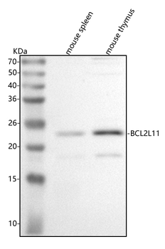Bim/Bcl2l11 Rabbit Polyclonal Antibody