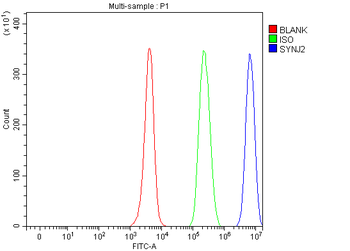 SYNJ2 Rabbit Polyclonal Antibody