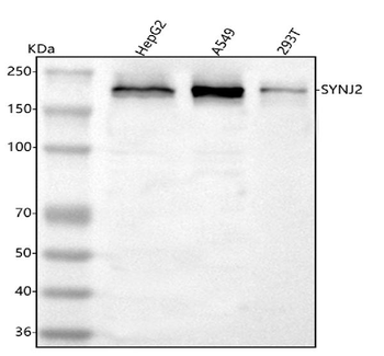 SYNJ2 Rabbit Polyclonal Antibody