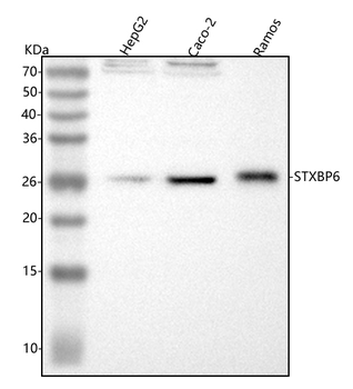 STXBP6 Rabbit Polyclonal Antibody