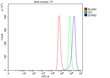 STAM2 Rabbit Polyclonal Antibody