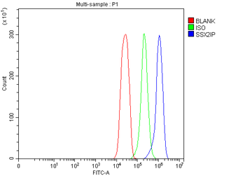 SSX2IP Rabbit Polyclonal Antibody
