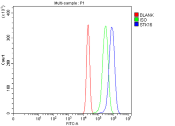 STK16 Rabbit Polyclonal Antibody