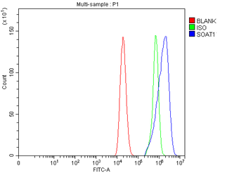 SOAT1 Rabbit Polyclonal Antibody