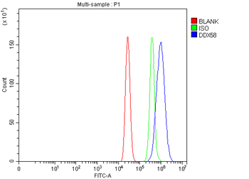 DDX58/RIG-1/RIG Rabbit Polyclonal Antibody