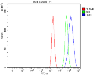 PDX1 Rabbit Polyclonal Antibody