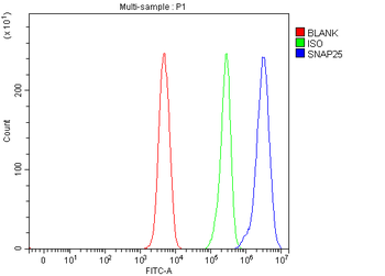 SNAP25 Rabbit Polyclonal Antibody