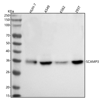 SCAMP3 Rabbit Polyclonal Antibody