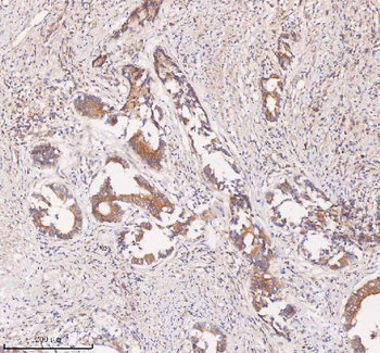 SAMD9L Rabbit Polyclonal Antibody