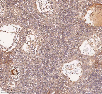 SAMD9L Rabbit Polyclonal Antibody