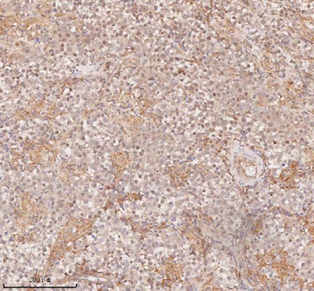 SAMD9L Rabbit Polyclonal Antibody