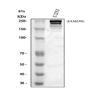 SAMD9L Rabbit Polyclonal Antibody