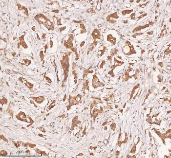 SAMD9L Rabbit Polyclonal Antibody