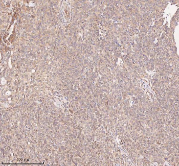 SAMD9L Rabbit Polyclonal Antibody