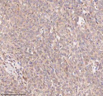 SAMD9L Rabbit Polyclonal Antibody