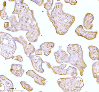Stanniocalcin 2/STC2 Rabbit Polyclonal Antibody
