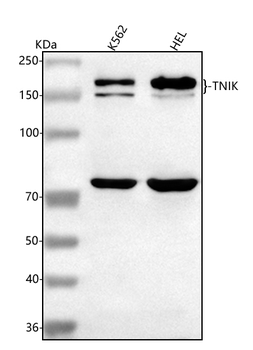 TNIK Rabbit Polyclonal Antibody