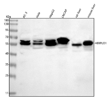 HERP/HERPUD1 Rabbit Polyclonal Antibody