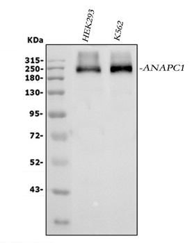 APC1/ANAPC1 Rabbit Polyclonal Antibody