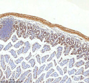 SLC6A20 Rabbit Polyclonal Antibody