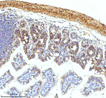 SLC6A20 Rabbit Polyclonal Antibody