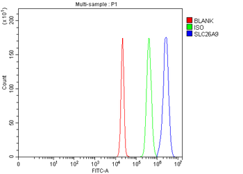SLC26A9 Rabbit Polyclonal Antibody