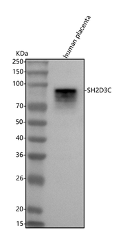 SH2D3C Rabbit Polyclonal Antibody