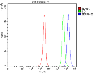 SERPINB8 Rabbit Polyclonal Antibody