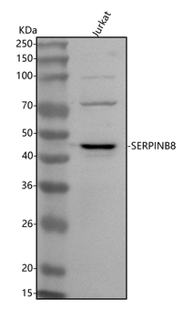 SERPINB8 Rabbit Polyclonal Antibody