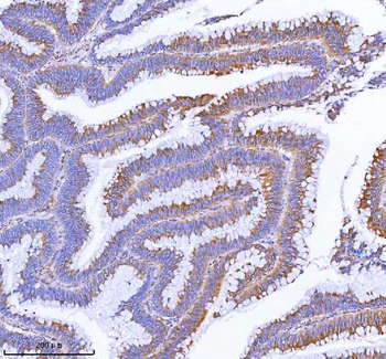 MLKL Rabbit Polyclonal Antibody